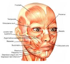 Diagram of the muscles of the face